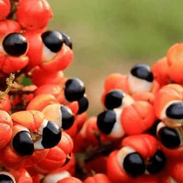 guarana